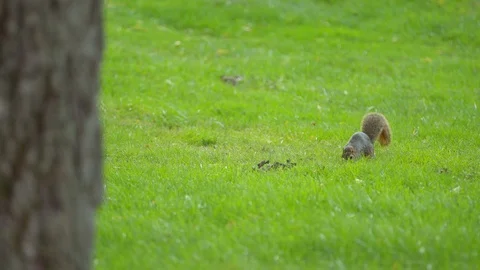 Michigan Squirrel in the distance Video stock 95791138