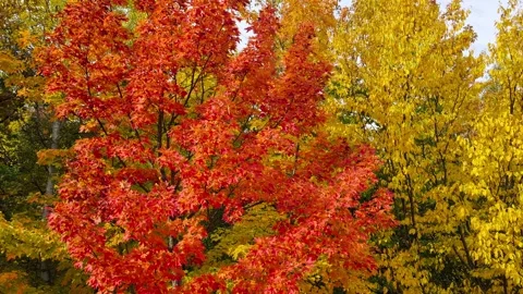 Michigan Upper Peninsula Fall Colors Stock-Footage 306411280