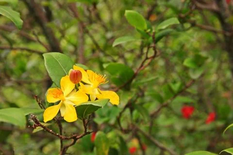 Mickey mouse plants Stock Photos