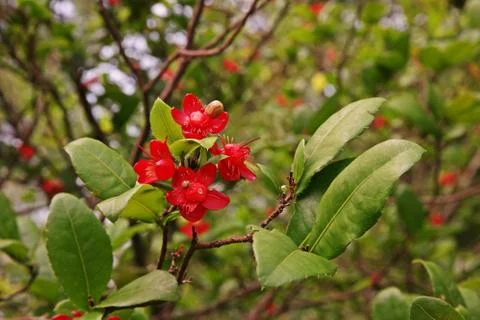 Mickey mouse plants Stock Photos