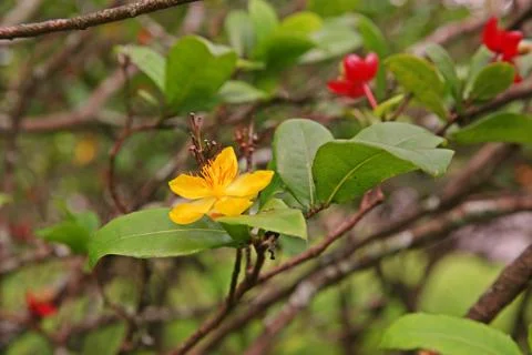 Mickey mouse plants Stock Photos