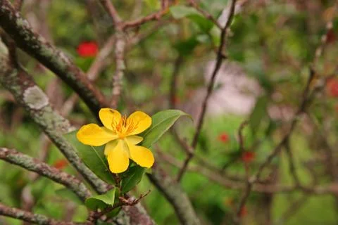 Mickey mouse plants Stock Photos