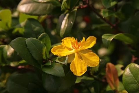 Mickey mouse plants Stock Photos