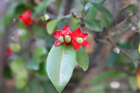 Micky Mouse flowers on tree. Foto stock