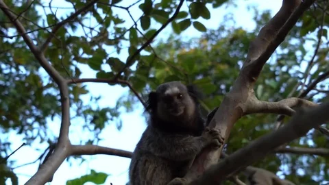 Mico Brasileiro 2 스톡 동영상 75796542