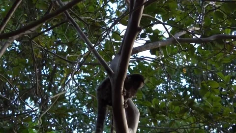 Mico Brasileiro 스톡 동영상 75796664