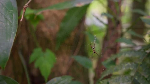 Micrathena spider in a web Stock Footage 288124363