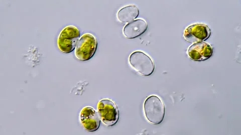 Micro Algae cell under microscopic view, Cosmarium algae 库存影片 311037458