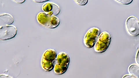 Micro Algae cell under microscopic view 库存影片 311038060