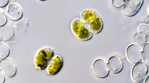 Micro Algae cell under microscopic view Vídeos de archivo 311038410