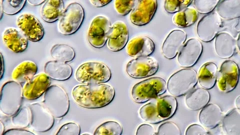 Micro Algae cell under microscopic view Vídeos de archivo 311038474
