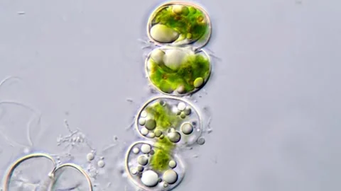 Micro Algae under microscope 스톡 동영상 311037620