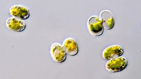 Micro Algae under microscope view 스톡 동영상 311038295