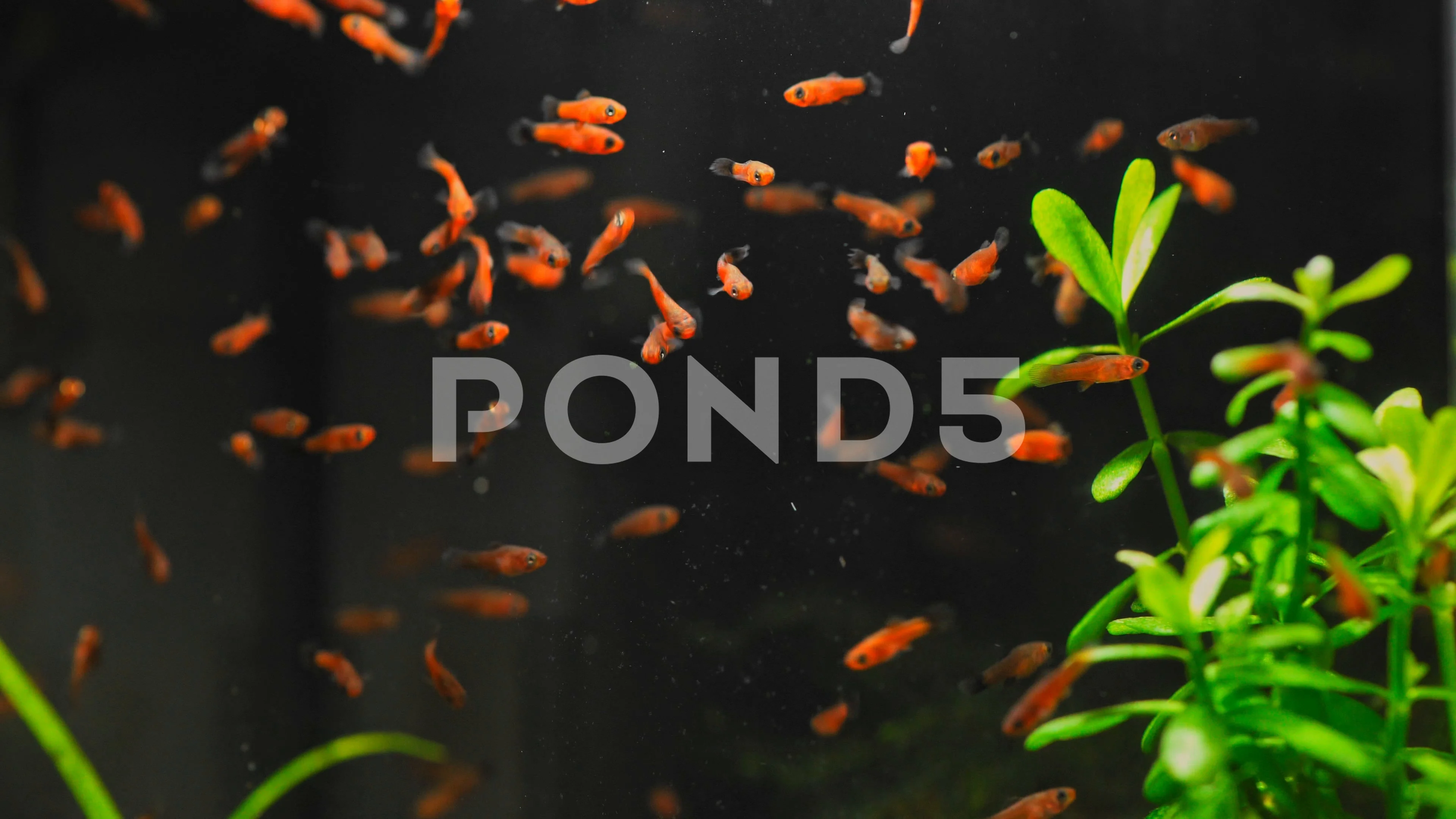 aquarium with red swordsmen. B... Stock Video | Pond5