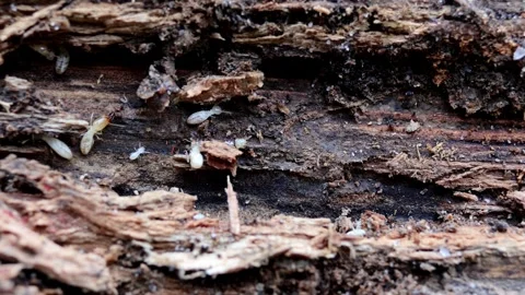 Micro Architects: Termite Dynamics in Decayed Wood Stock Footage 273015315