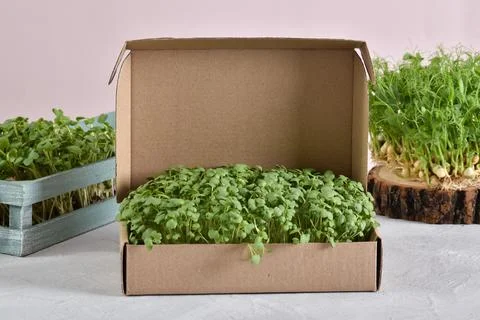 Micro-arugula root in a cardboard box on the background of various young. Stock Photos