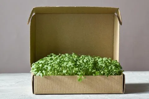 Micro-arugula root in a cardboard box on a gray background. Stock Photos