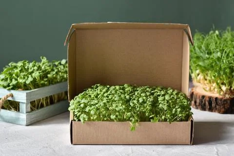 Micro-arugula root in a cardboard box on the background of various young. Stock Photos