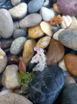 Micro Beauty Stock Photos