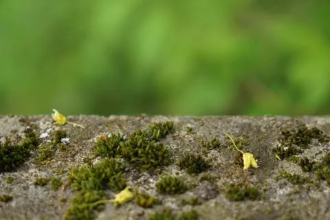Micro close up macro wall green background Stock Photos