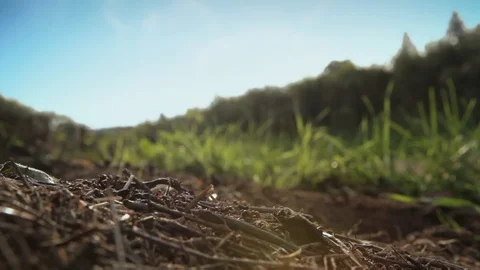 Micro close-up shot of many ants running and working. Human riding bike Stock Footage 99058943