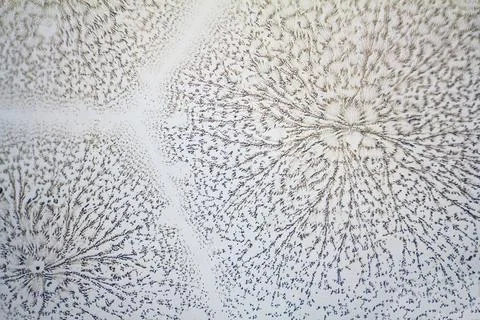 Micro crystal pattern microscopic shot showing a abstract pattern of micro... 库存照片