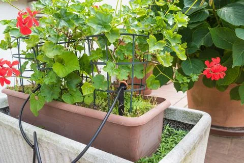 Micro drip irrigation system. Drip irrigation watering emitter Stock Photos