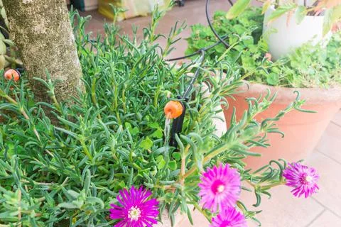 Micro drip irrigation system. Drip irrigation watering emitter Stock Photos