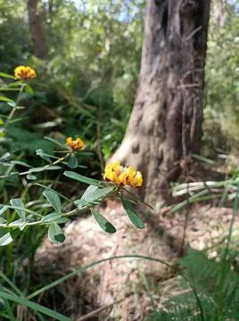 Micro Flower Stock Photos