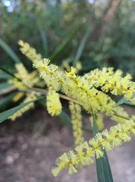 Micro flower Stock Photos