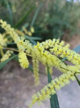 Micro flower Stock Photos