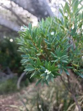 Micro flower Stock Photos