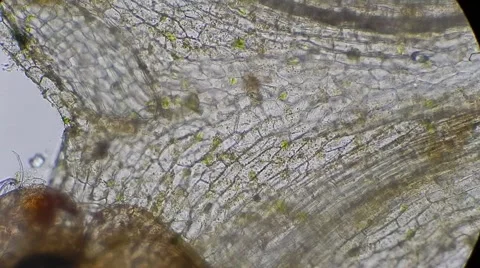 Micro garbage under microscope, magn 200x Stock-Footage 54610492
