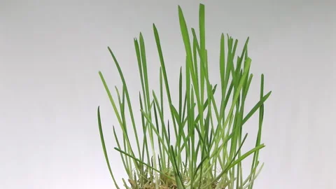Micro grass wheat and rye rotating macro Video stock 143065858