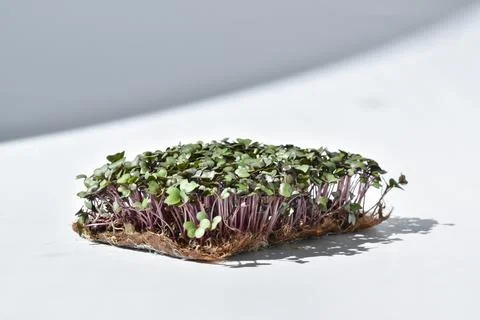Micro-green color on an abstract background. Seedlings and gardening. Veganis Stock Photos