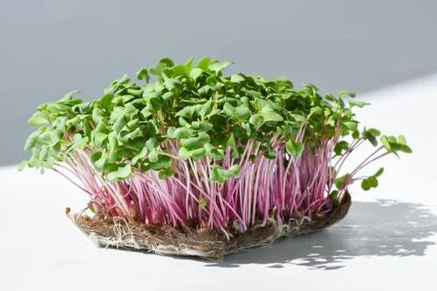 Micro-green color on an abstract background. Seedlings and gardening. Veganis Stock Photos