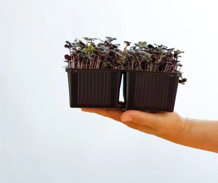 A micro-green in a container at arm's length. Close-up on a blue background. Stock Photos
