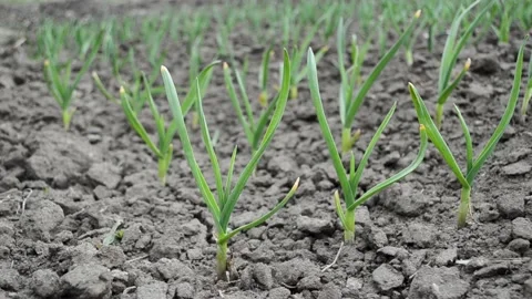 Micro green, early spring garlic sprouts in soil, agriculture  4 k footage Stock Footage 177556254