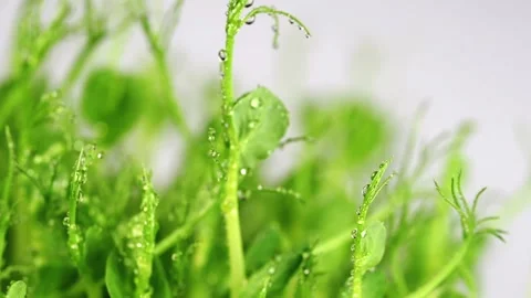 Micro green fresh pea sprouts on white. Stock Footage 149812323