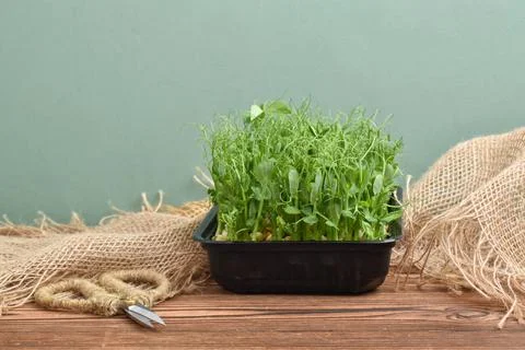 Micro green peas in a black plastic tray on a wooden table with scissors Stock Photos