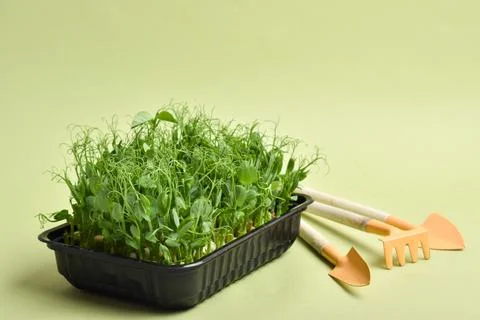 Micro-green peas in a black plastic container and garden tools on a green Foto stock