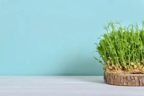 Micro green peas on a light blue background and a white table. Stock Photos