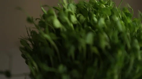 Micro green peas in slow motion shot. Video stock 143255504