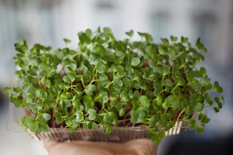 Micro-green radish in the box on the hand, proper nutrition, vitamins Stock Photos