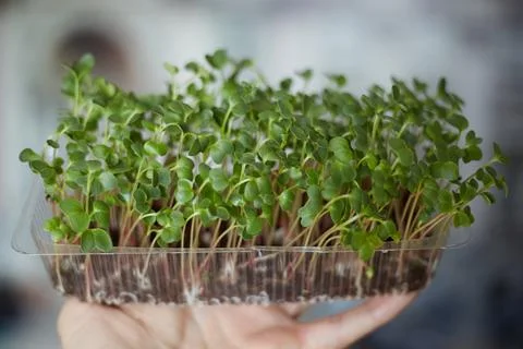 Micro-green radish in the box, proper nutrition, vitamins. Stock Photos