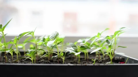 Micro green, review of pepper seedlings grown at home. Eco food, greenery Stock Footage 238778352