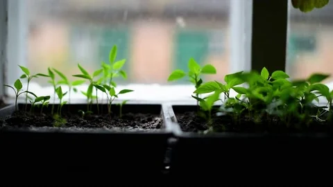 Micro green, review of pepper seedlings grown at home. Eco food, greenery Stock Footage 238778366