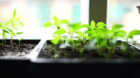 Micro green, review of pepper seedlings grown at home. Eco food, greenery Stock Footage 238778378