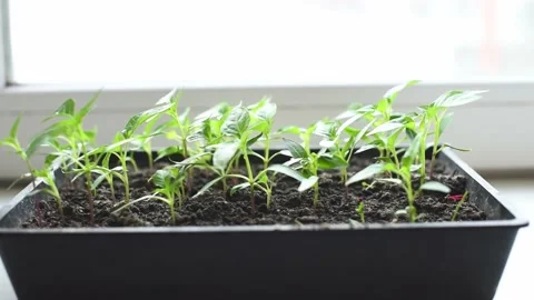 Micro green, review of pepper seedlings grown at home. Eco food, greenery Stock Footage 238857069