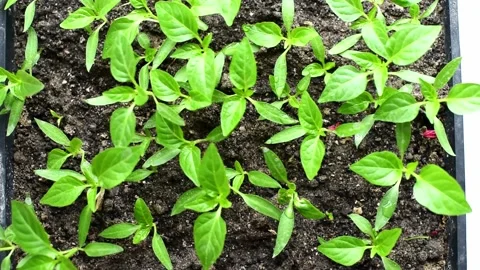 Micro green, review of pepper seedlings grown at home. Eco food, greenery Stock Footage 238857122